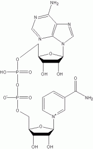 β-biphosphopyridine nucleotide